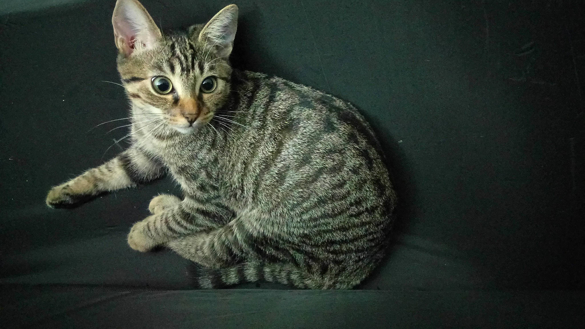 Missa participe au concours pour gagner de l'argent avec cette photo : carnivore, cat, claw, darkness, domestic_short_haired_cat, door, eye, felidae, fur, human_body, iris, paw, sitting, small_to_medium_sized_cats, snout, tail, terrestrial_animal, whiskers, wildlife