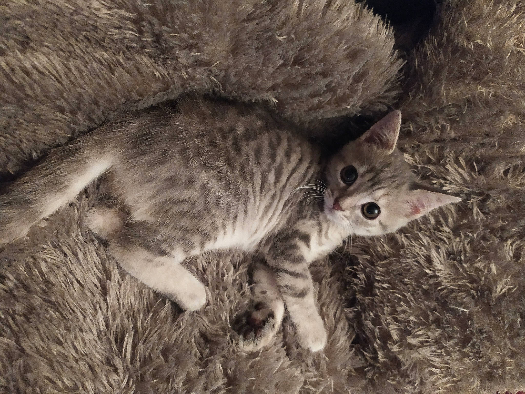 Lya a rejoint le concours — aidez-le/la à gagner de superbes lots ! carnivore, cat, claw, domestic_short_haired_cat, fawn, felidae, fur, grass, monochrome, monochrome_photography, organism, paw, plant, small_to_medium_sized_cats, snout, tail, terrestrial_animal, tree, whiskers, wildlife