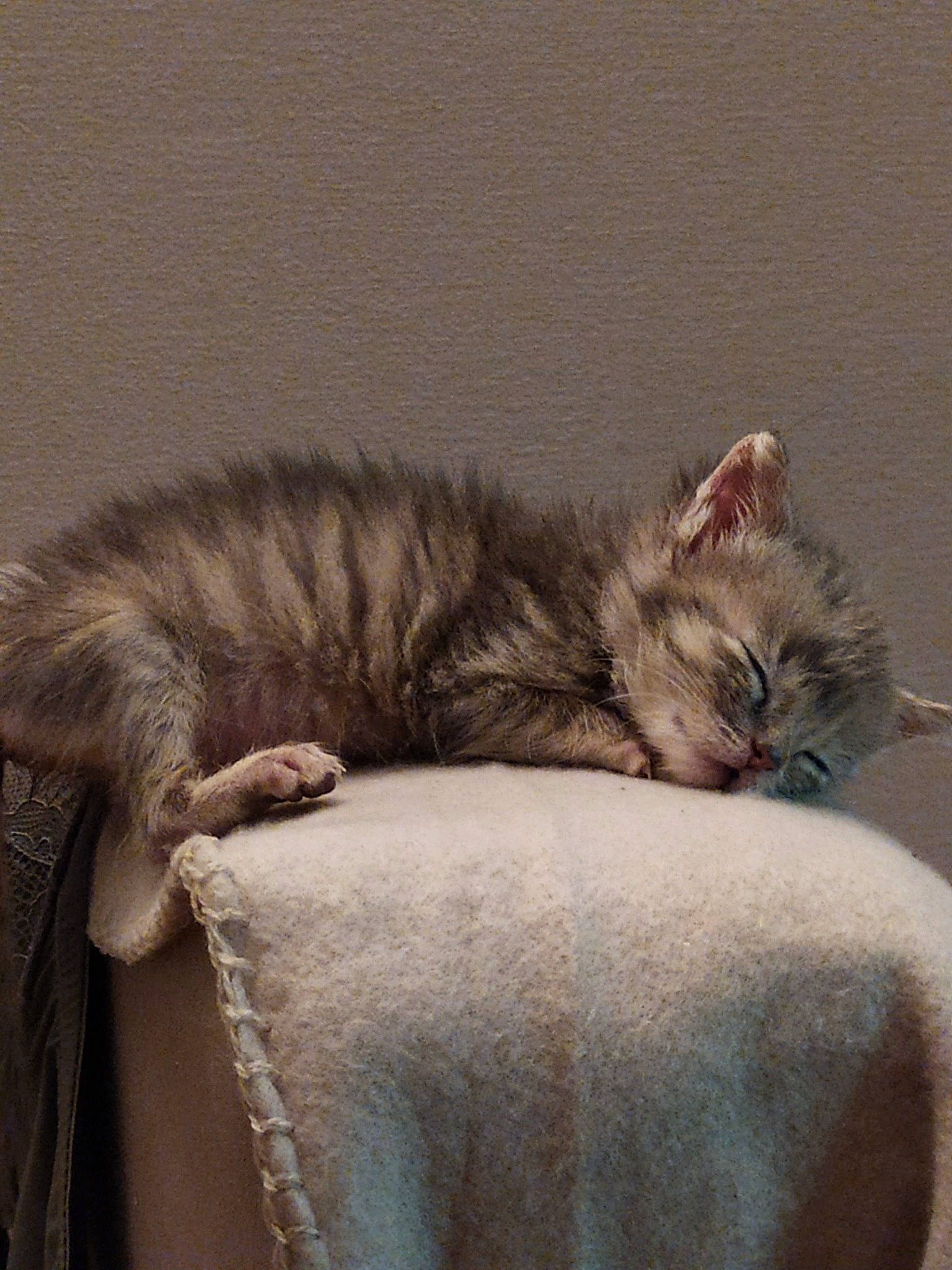 Lya participe au concours pour gagner de l'argent avec cette photo : carnivore, cat, cat_bed, claw, comfort, domestic_short_haired_cat, fawn, felidae, fur, grey, nap, paw, sleep, small_to_medium_sized_cats, snout, tail, terrestrial_animal, whiskers, window