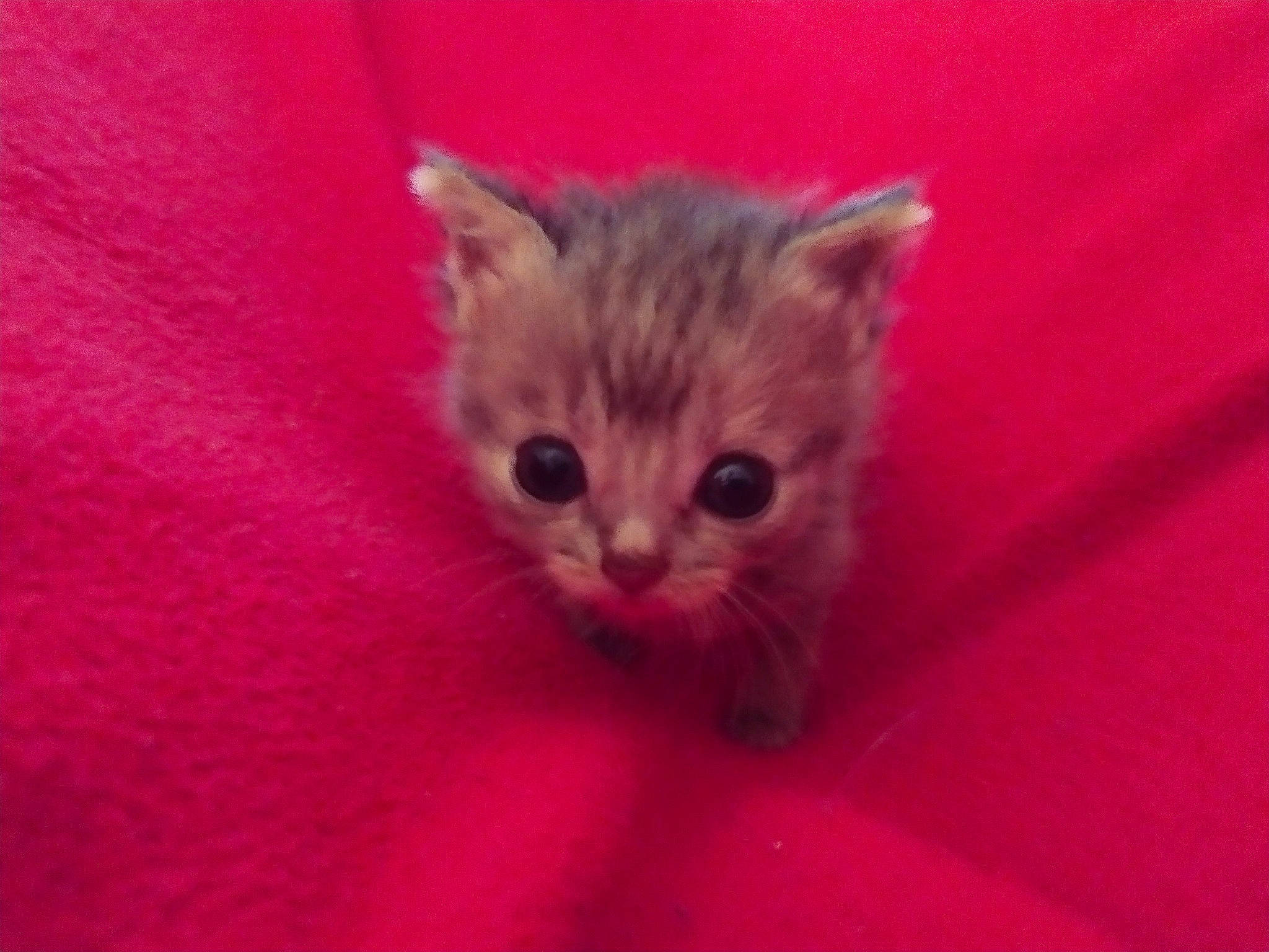 Lya participe au concours pour gagner de l'argent avec cette photo : carnivore, cat, domestic_short_haired_cat, fawn, felidae, fur, magenta, paw, small_to_medium_sized_cats, snout, terrestrial_animal, whiskers, window