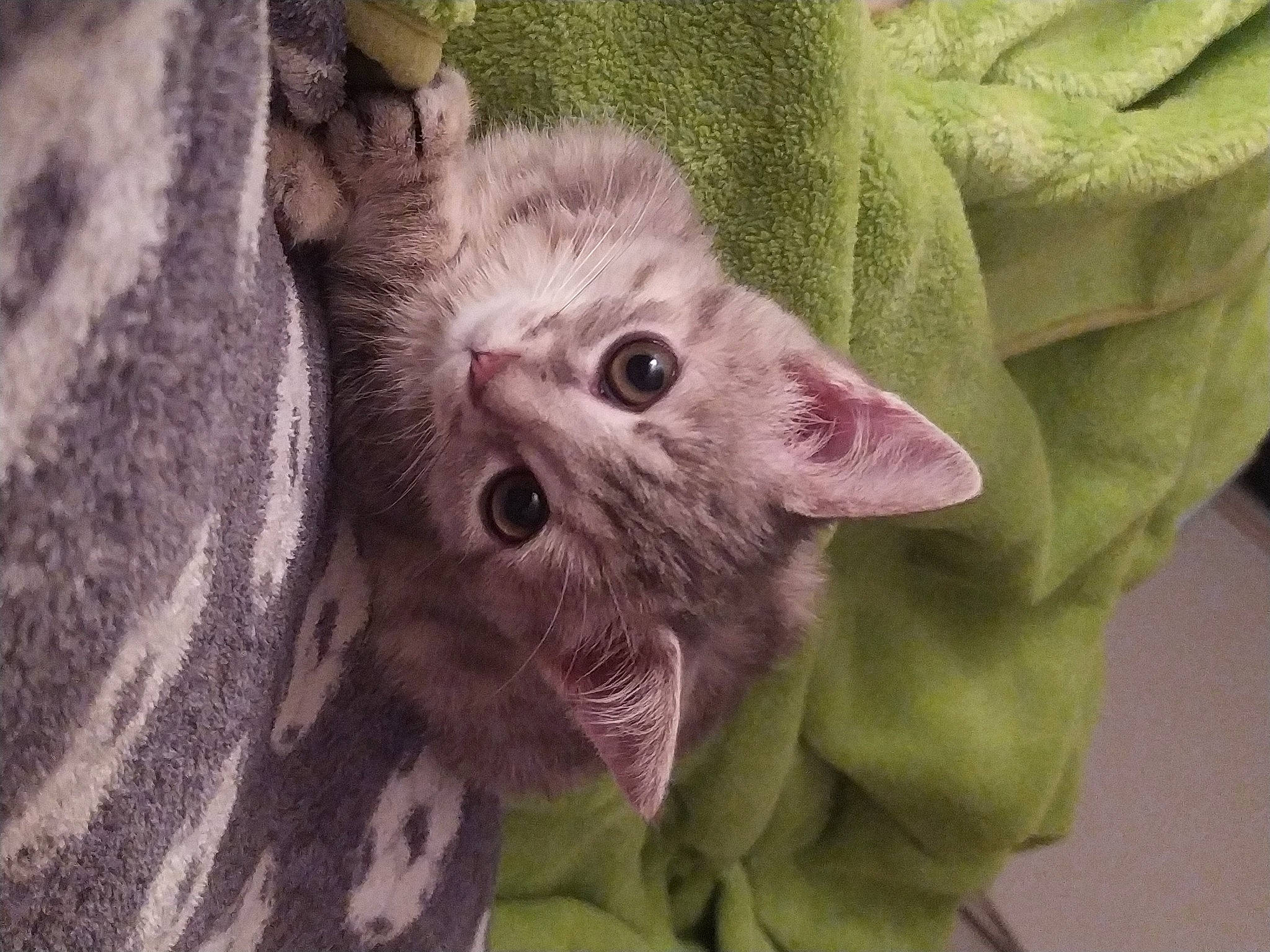 Lya a rejoint le concours — aidez-le/la à gagner de superbes lots ! carnivore, cat, claw, domestic_short_haired_cat, ear, fawn, felidae, fur, linens, pattern, paw, sleeve, small_to_medium_sized_cats, snout, terrestrial_animal, whiskers, wildlife, wool, wrinkle