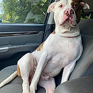 Smoke is registered to the contest to win money with this photo: animal, brown, canine, car_interior, car_seat, companion, daylight, dog, ears, fur, greenery, nose, paw, pet, portrait, relaxed, sitting, trees, white, window