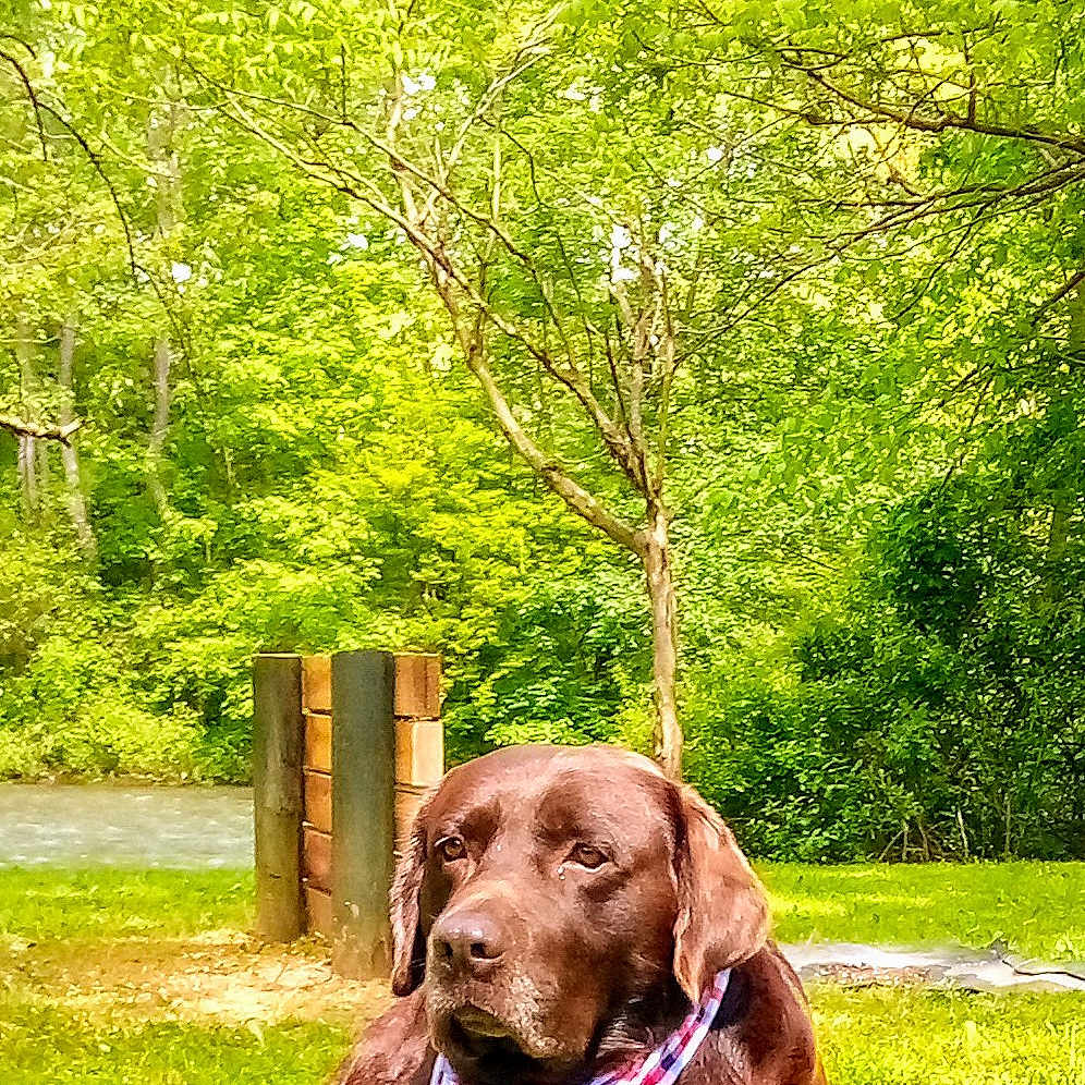 Buddy is registered to the contest to win money with this photo: animal, bandana, canine, chocolate, daytime, dog, forest, grass, greenery, labrador, leisure, nature, outdoor, pet, portrait, relaxing, river, summer, sunlight, tree