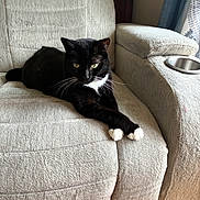 Mittens is registered to the contest to win money with this photo: cat, black_cat, white_paws, feline, pet, indoor, armchair, furniture, relaxing, crossed_paws, whiskers, eyes, cute, domestic_cat, cozy, living_room, resting, soft_texture, animal, paws