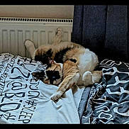Honey joined the competition — help win amazing prizes! bed, bedding, bedroom, black_white_cat, blanket, calico_cat, cat, cats, cozy, cuddling, curtain, feline, fur, indoor, orange_cat, pet, photograph, radiator, resting, sleeping