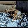 bed, bedding, bedroom, black_white_cat, blanket, calico_cat, cat, cats, cozy, cuddling, curtain, feline, fur, indoor, orange_cat, pet, photograph, radiator, resting, sleeping