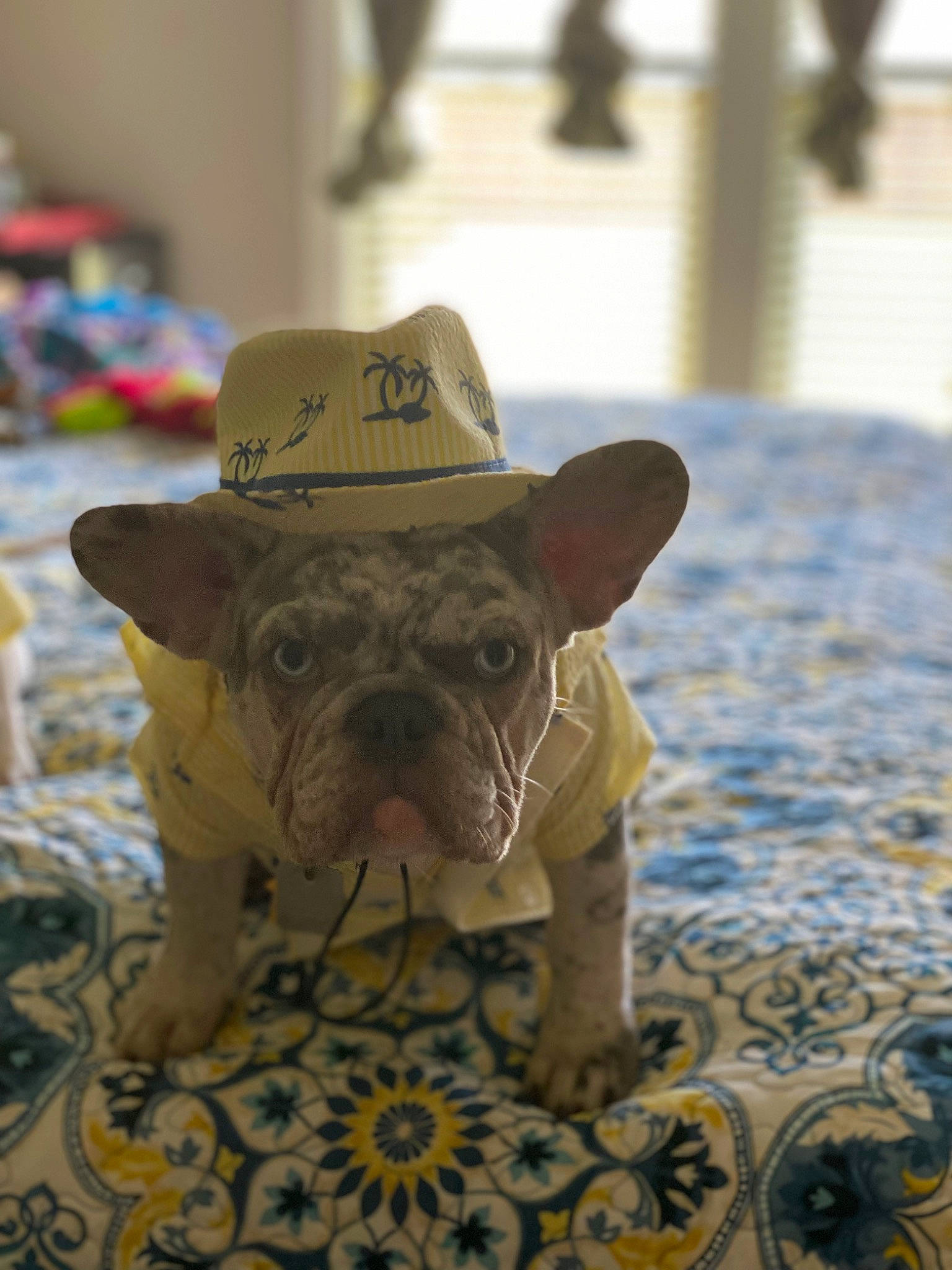 Tuco is registered to the contest to win money with this photo: canidae, carnivore, companion_dog, dog, dog_breed, fawn, flooring, grass, hat, personal_protective_equipment, snout, sporting_group, sun_hat, terrestrial_animal, toy, toy_dog, whiskers, wood, working_animal, wrinkle