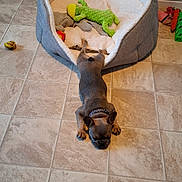 Moose joined the competition — help win amazing prizes! dog, puppy, sleeping, bed, toy, plush_toy, floor, tile_floor, collar, indoor, resting, pet, cozy, furniture, animal, cute, small_dog, brown_dog, playful, relaxed