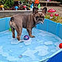 dog, french_bulldog, pool, water, bubble, toy, garden, mushroom_ornament, gnome, pinwheel, grass, flower, plant, outdoor, pet, summer, colorful, backyard, playful, cute
