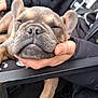 french_bulldog, puppy, dog, sleepy, hand, chair, outdoor, pet, animal, close_up, resting, cute, fur, ears, snout, paw, human, black_jacket, relaxation, comfort