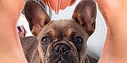 Moose is registered to the contest to win money with this photo: dog, french_bulldog, hands, heart_shape, pet, cute, animal, indoor, portrait, paw, brown, ears, face, collar, resting, furniture, texture, love, closeup, nail_polish