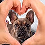 dog, french_bulldog, hands, heart_shape, pet, cute, animal, indoor, portrait, paw, brown, ears, face, collar, resting, furniture, texture, love, closeup, nail_polish