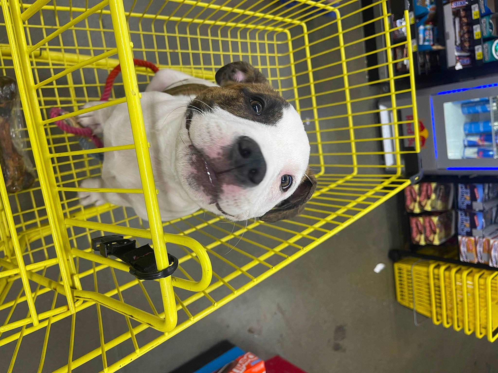 Carter joined the competition — help win amazing prizes! animal_shelter, cage, carnivore, companion_dog, dog, dog_breed, dog_crate, dog_supply, flooring, fur, kennel, machine, mesh, pet_supply, retail, service, snout, sporting_group, toy, working_animal