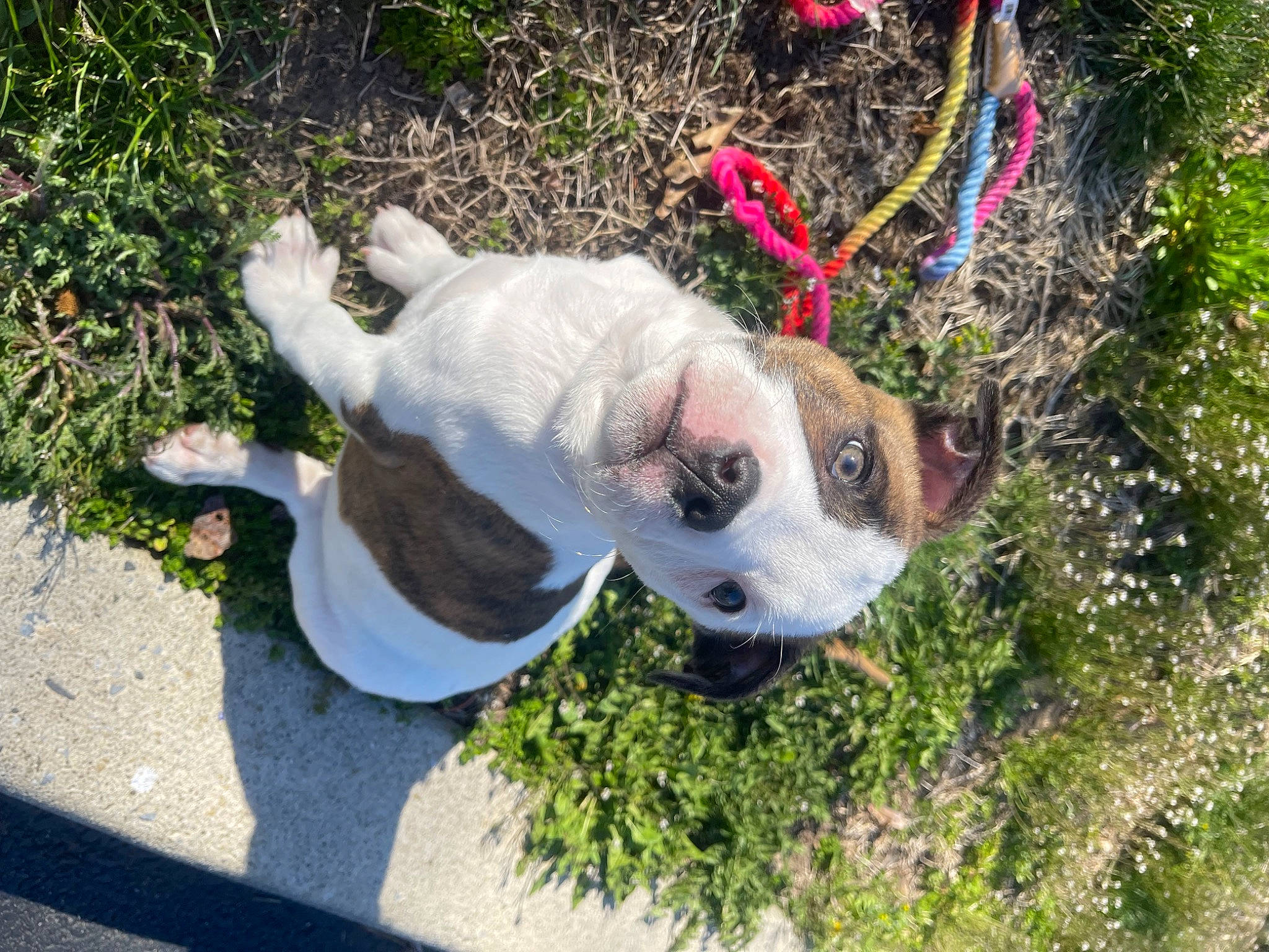 Carter is registered to the contest to win money with this photo: ball, canidae, carnivore, collar, companion_dog, dog, dog_breed, dog_collar, dog_supply, fawn, grass, leash, pet_supply, plant, sporting_group, tail, terrestrial_animal, toy_dog, whiskers, working_animal