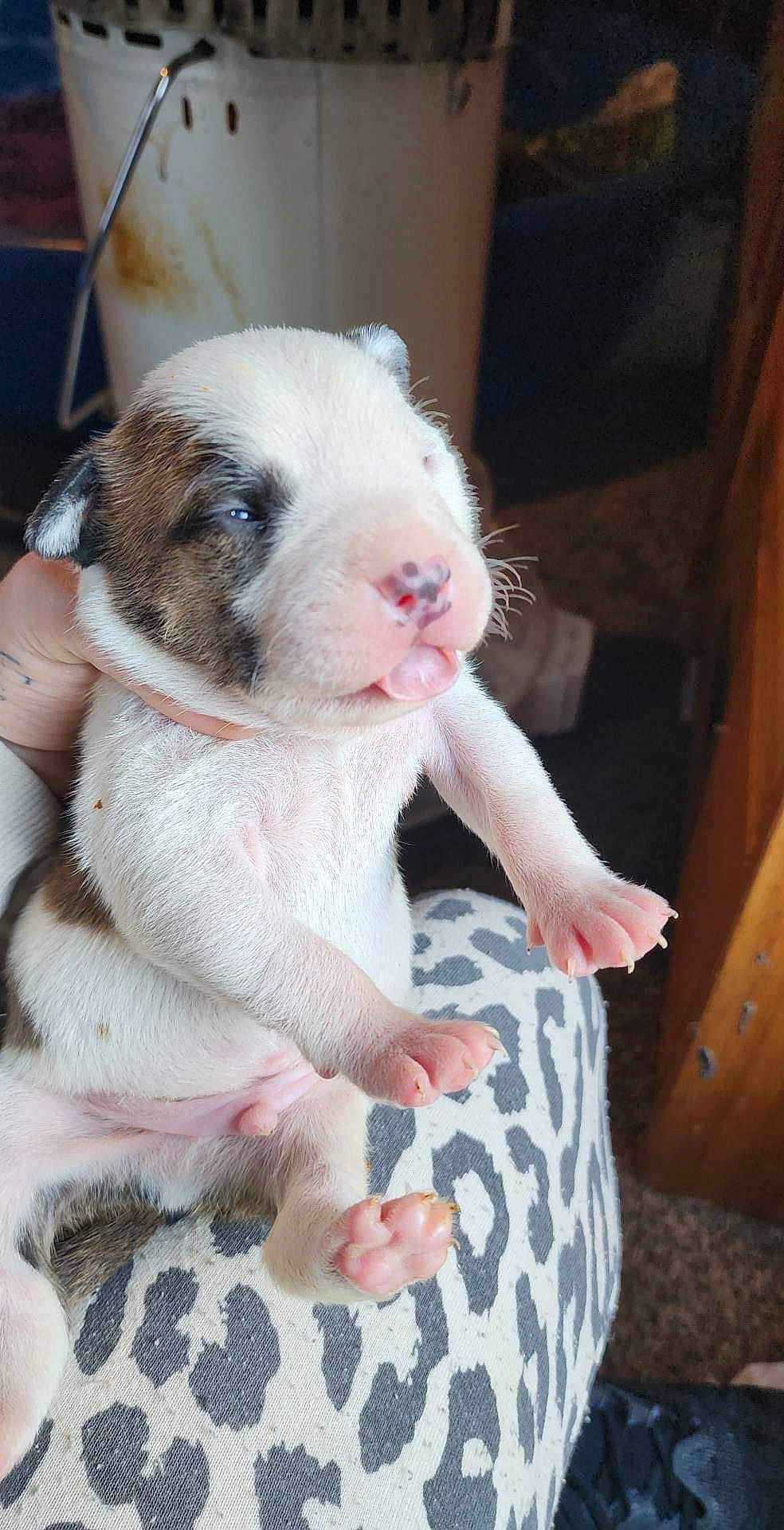 Carter is registered to the contest to win money with this photo: bulldog, canidae, carnivore, comfort, companion_dog, dog, dog_breed, ear, fawn, french_bulldog, fur, paw, pink, puppy, snout, sporting_group, terrestrial_animal, toy_dog, whiskers, working_animal