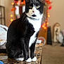 cat, tuxedo_cat, black_and_white, sitting, table, indoor, pet, feline, fur, whiskers, collar, green_eyes, closeup, marble, home, cozy, blurry_background, animal, domestic, curious