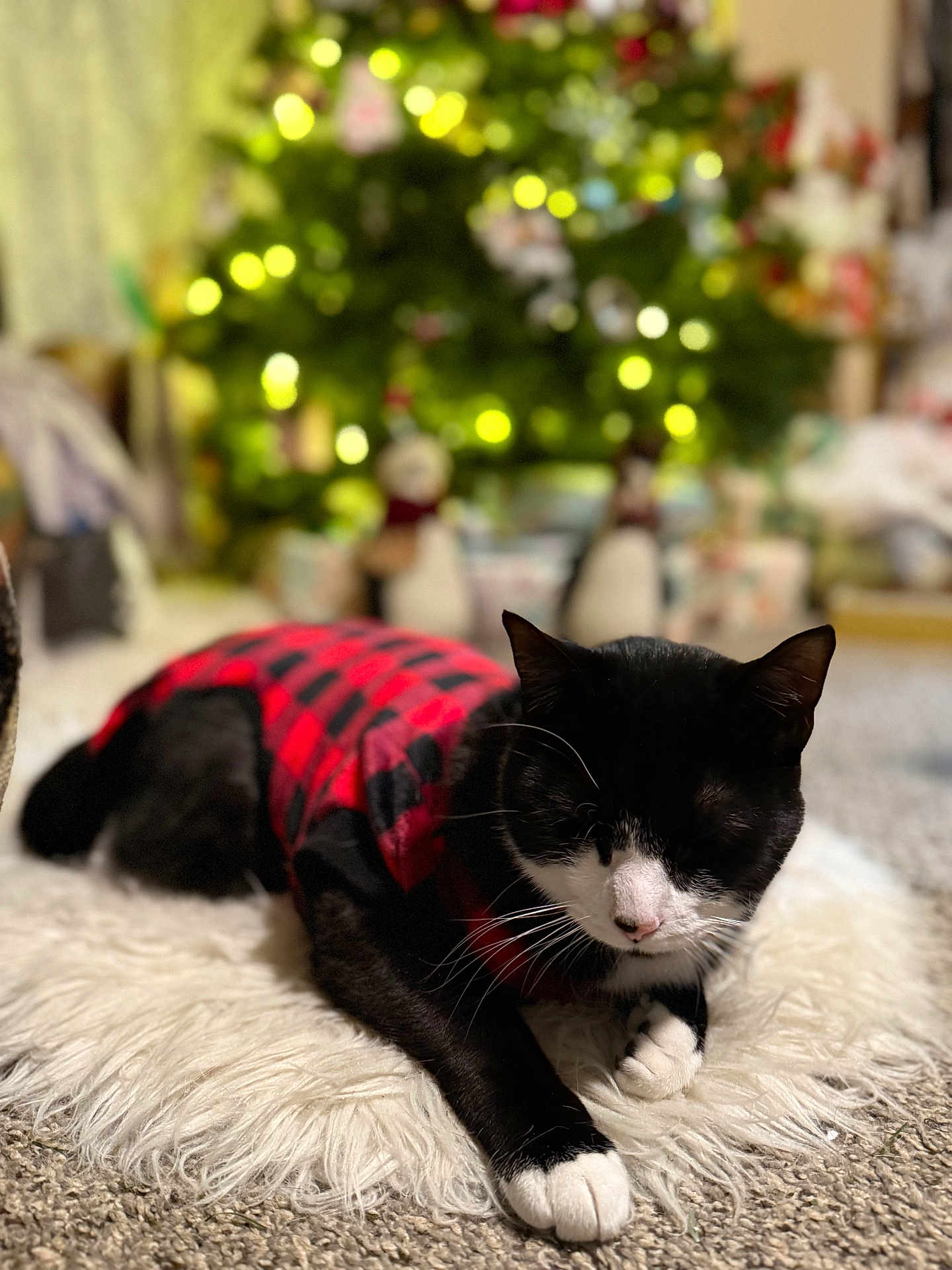 Ace joined the competition — help win amazing prizes! cat, black_and_white, plaid_sweater, fluffy_rug, carpet, christmas_tree, holiday, indoor, cozy, pet, feline, relaxed, decorations, lights, blurred_background, winter, festive, cute, animal, resting