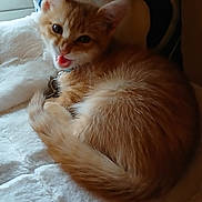 Riley is registered to the contest to win money with this photo: animal, blanket, cat, collar, cozy, cute, domestic, feline, fur, indoor, kitten, orange_cat, pet, resting, sleepy, soft, tail, whiskers, window, young