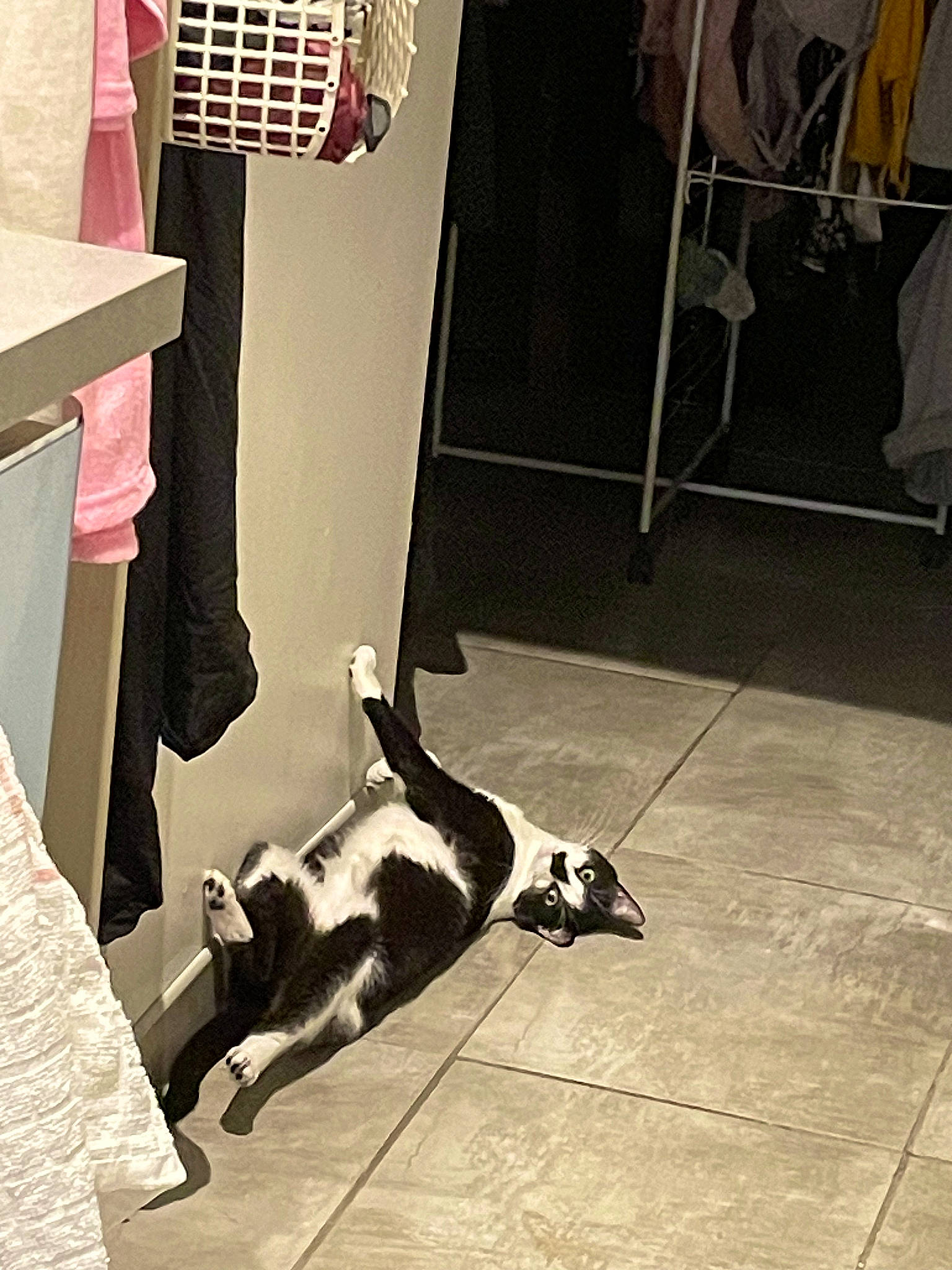 Ollie participe au concours pour gagner de l'argent avec cette photo : black, carnivore, companion_dog, dog_breed, eyewear, felidae, floor, flooring, grey, hardwood, knee, leg, shoe, small_to_medium_sized_cats, snapshot, sneakers, tail, thigh, tints_and_shades, wood