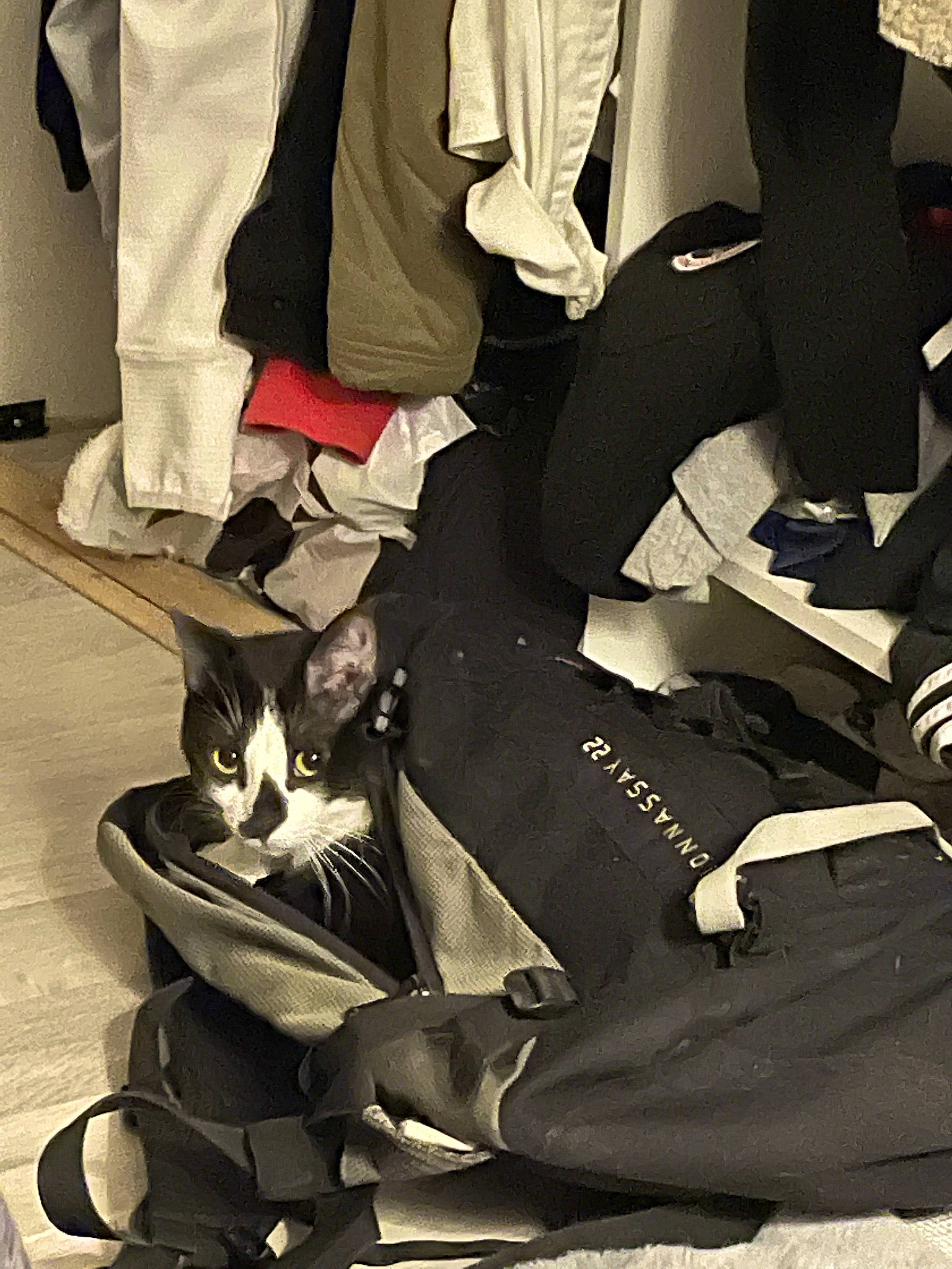 Ollie participe au concours pour gagner de l'argent avec cette photo : carmine, cat, comfort, fashion_accessory, felidae, foot, formal_wear, gesture, human_leg, knee, leg, monochrome, monochrome_photography, sitting, small_to_medium_sized_cats, sneakers, sportswear, suit, thigh, whiskers