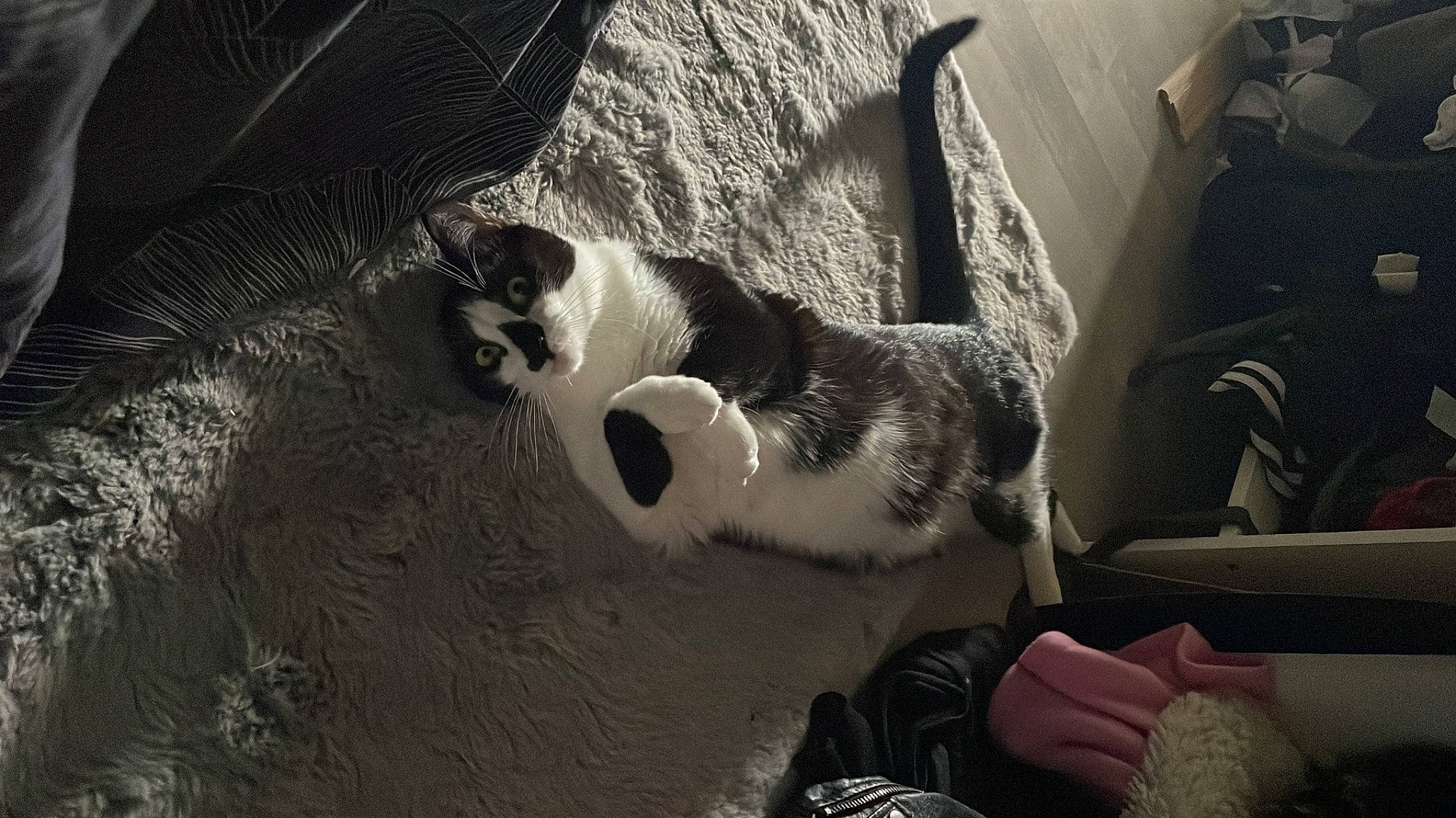 Ollie participe au concours pour gagner de l'argent avec cette photo : canidae, carnivore, cat, comfort, darkness, dog_breed, domestic_short_haired_cat, eye, felidae, flooring, fur, monochrome, monochrome_photography, paw, small_to_medium_sized_cats, snout, sporting_group, tail, tints_and_shades, whiskers