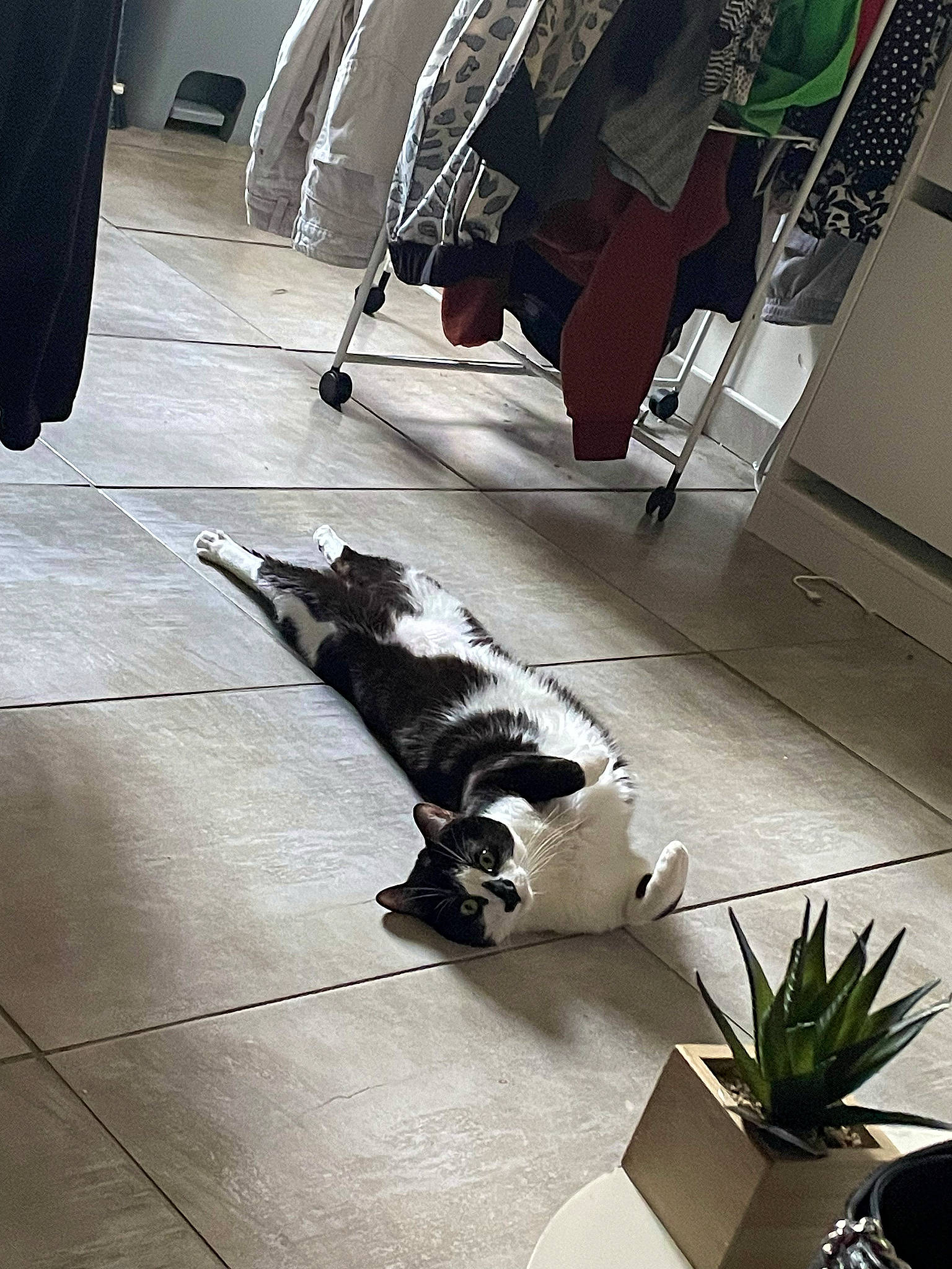 Ollie participe au concours pour gagner de l'argent avec cette photo : black, carnivore, comfort, companion_dog, dog_breed, felidae, floor, flooring, flowerpot, fur, hardwood, houseplant, human_leg, plant, shadow, small_to_medium_sized_cats, tail, tints_and_shades, whiskers, wood