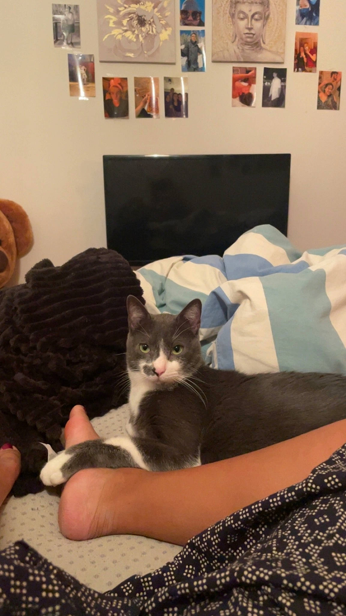 Milo participe au concours pour gagner de l'argent avec cette photo : bed, bedding, carnivore, cat, comfort, couch, domestic_short_haired_cat, felidae, fur, house, lap, linens, picture_frame, pillow, sitting, small_to_medium_sized_cats, textile, thigh, whiskers, wood