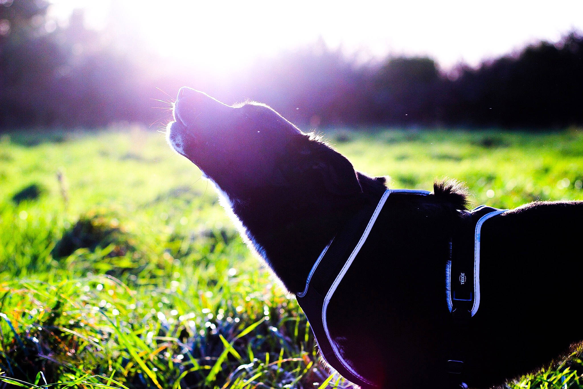 Fiby participe au concours pour gagner de l'argent avec cette photo : backlighting, grass, grass_family, grassland, green, leaf, light, meadow, morning, pasture, people_in_nature, photography, plant, sky, stock_photography, sunlight, water