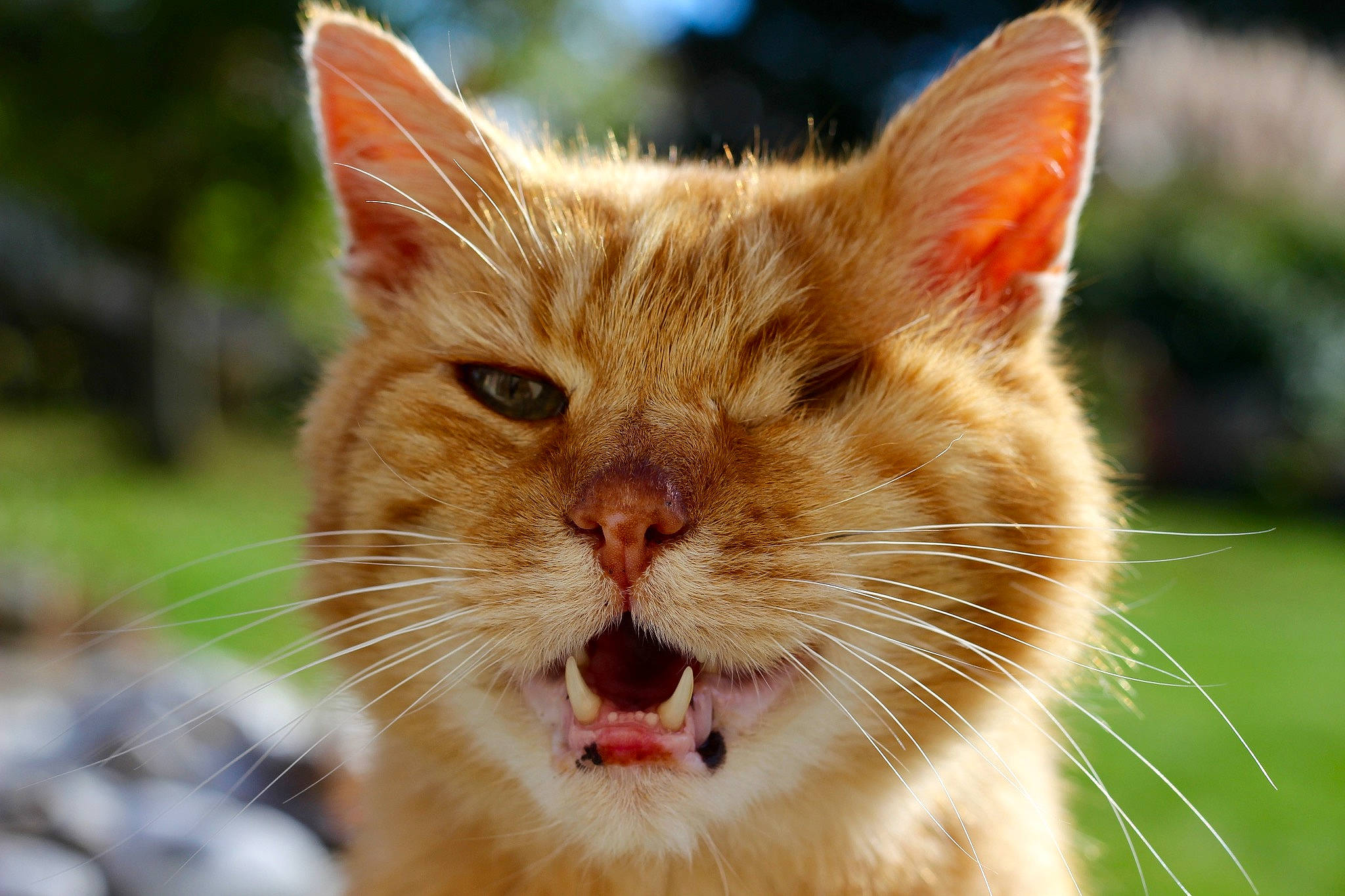 Câlin participe au concours pour gagner de l'argent avec cette photo : aegean_cat, carnivore, cat, close_up, domestic_short_haired_cat, european_shorthair, eye, facial_expression, felidae, fur, grass, mammal, mouth, nose, small_to_medium_sized_cats, snout, tabby_cat, vertebrate, whiskers, wildlife