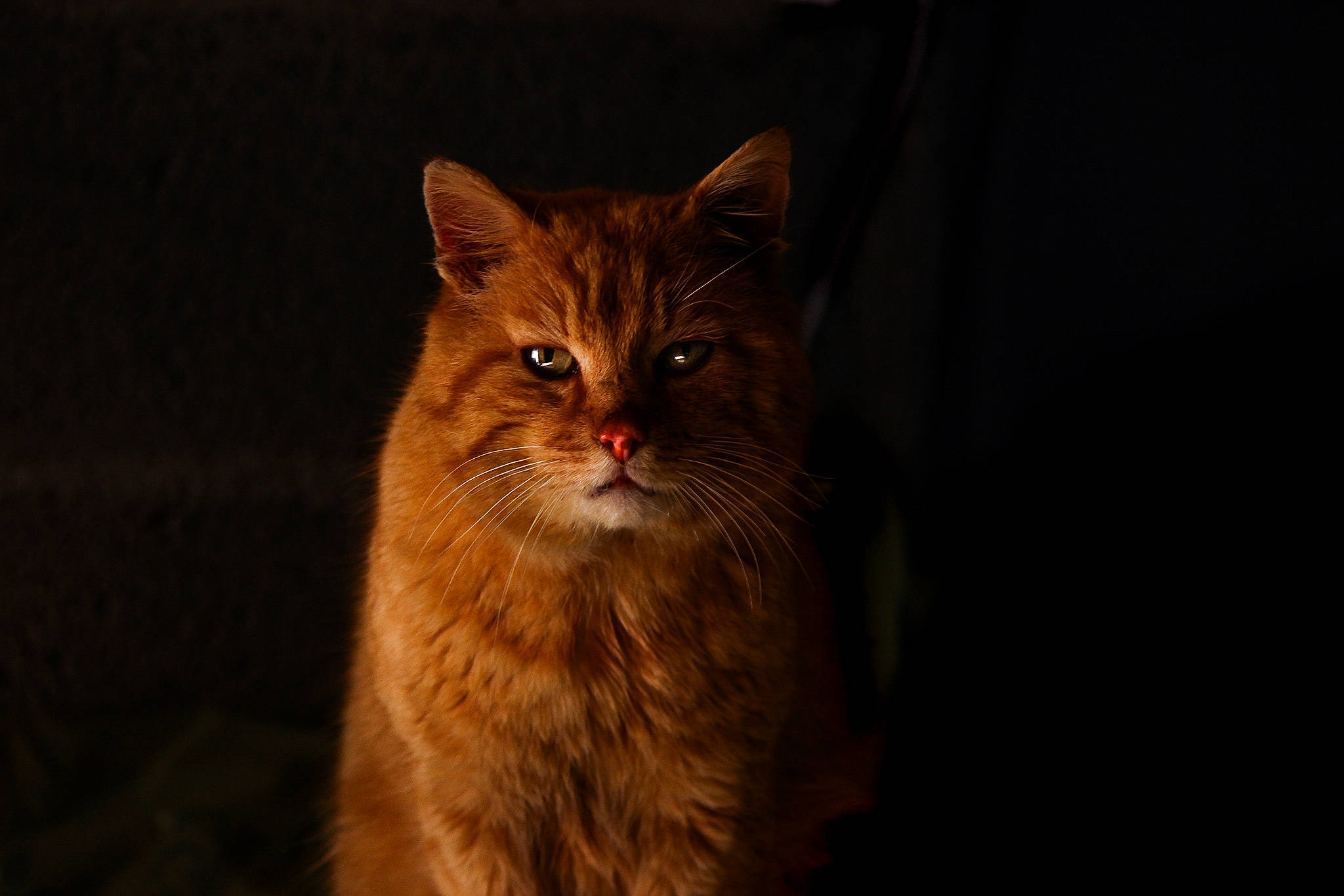 Câlin a rejoint le concours — aidez-le/la à gagner de superbes lots ! asian, carnivore, cat, darkness, domestic_short_haired_cat, european_shorthair, eye, fawn, felidae, fur, kitten, mammal, ojos_azules, small_to_medium_sized_cats, snout, somali, tabby_cat, tail, whiskers, wild_cat