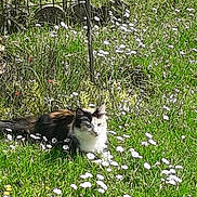 Mistty a rejoint le concours — aidez-le/la à gagner de superbes lots ! cat, calico_cat, grass, flowers, outdoor, garden, sunlight, nature, animal, pet, resting, greenery, chair, metal, daylight, flora, field, peaceful, backyard, summer