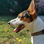 Rocko a rejoint le concours — aidez-le/la à gagner de superbes lots ! dog, side_profile, tongue_out, collar, grass, dandelion, outdoor, sunlit, ear_up, pet, mammal, closeup, panting, happy, muzzle, teeth, garden, domestic_dog, nature, fence