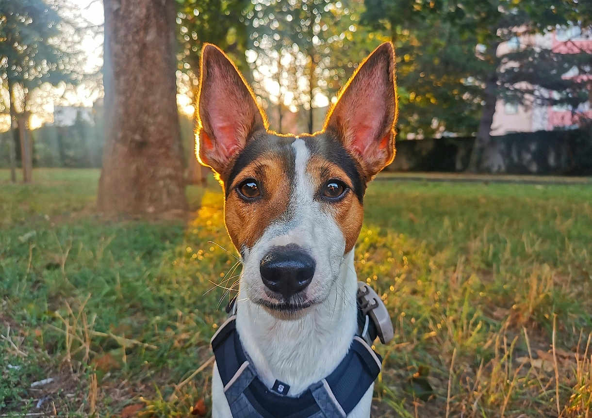 Rocko participe au concours pour gagner de l'argent avec cette photo : dog, canine, pet, portrait, closeup, brown_and_white, ears_up, harness, grass, park, sunset_backlight, backlit, whiskers, nose, eyes, outdoor, tree, bokeh, attentive, collar