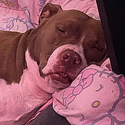 Penny is registered to the contest to win money with this photo: dog, sleeping, brown_and_white, pet, blanket, hello_kitty, cute, resting, indoors, close_up, nostrils, snout, ears, fur, cozy, relaxed, face, pink, animal, comfort