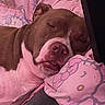 dog, sleeping, brown_and_white, pet, blanket, hello_kitty, cute, resting, indoors, close_up, nostrils, snout, ears, fur, cozy, relaxed, face, pink, animal, comfort