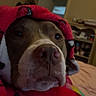 Penny is registered to the contest to win money with this photo: dog, blanket, red, indoor, pet, cozy, snug, animal, face, brown, white, nose, ears, portrait, cute, home, furniture, relaxed, warm, closeup
