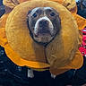 Penny joined the competition — help win amazing prizes! dog, costume, lion_mane, pet, indoor, blanket, furniture, table, chair, shelf, plush, brown_dog, cute, animal, pet_accessory, expression, looking_up, room, home, decor