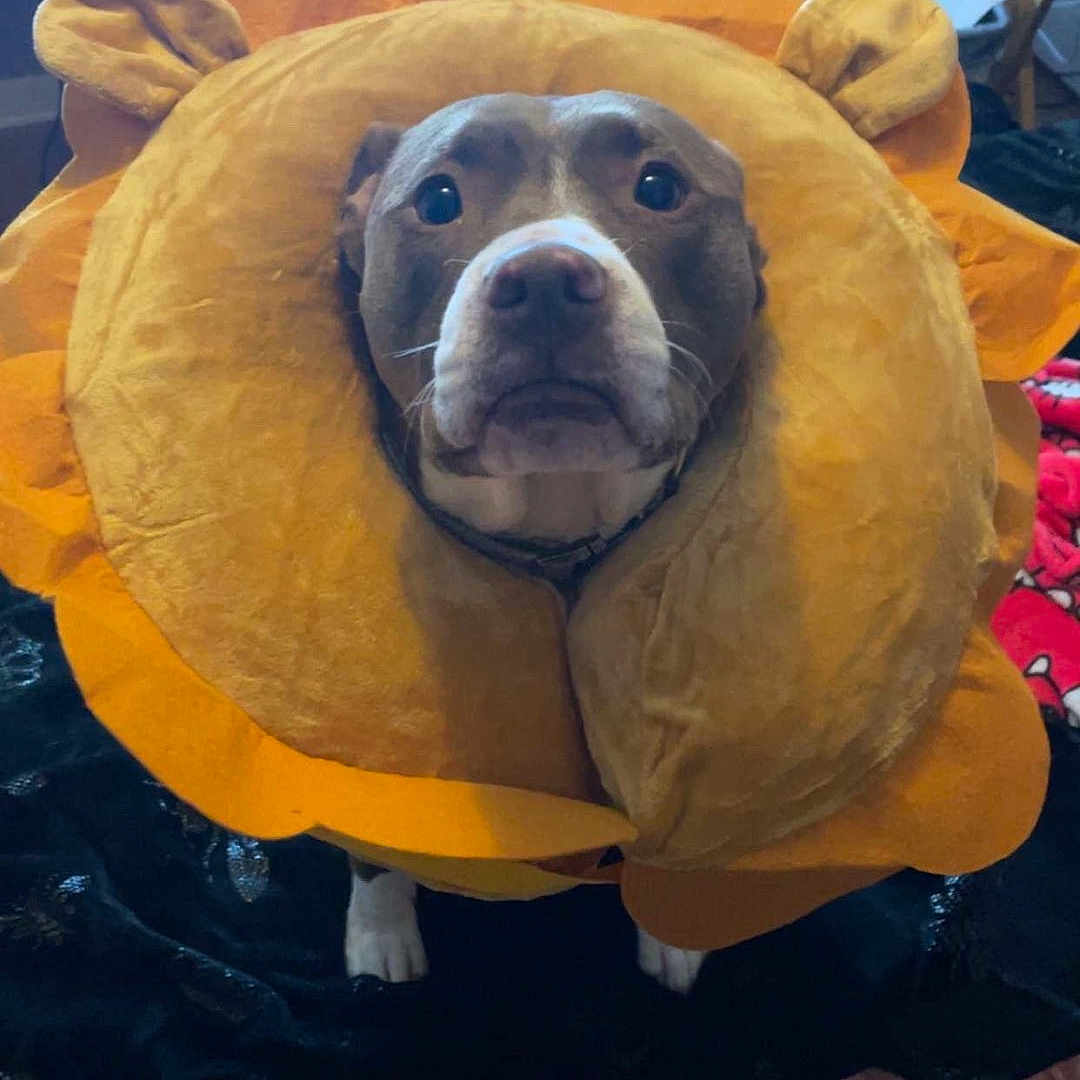 Penny