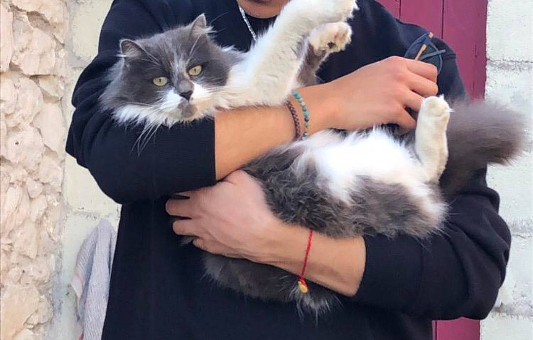 Fripouille a rejoint le concours — aidez-le/la à gagner de superbes lots ! carnivore, cat, claw, comfort, companion_dog, felidae, finger, formal_wear, fur, gesture, lap, mammal, natural_material, paw, small_to_medium_sized_cats, tail, vertebrate, whiskers, wrist