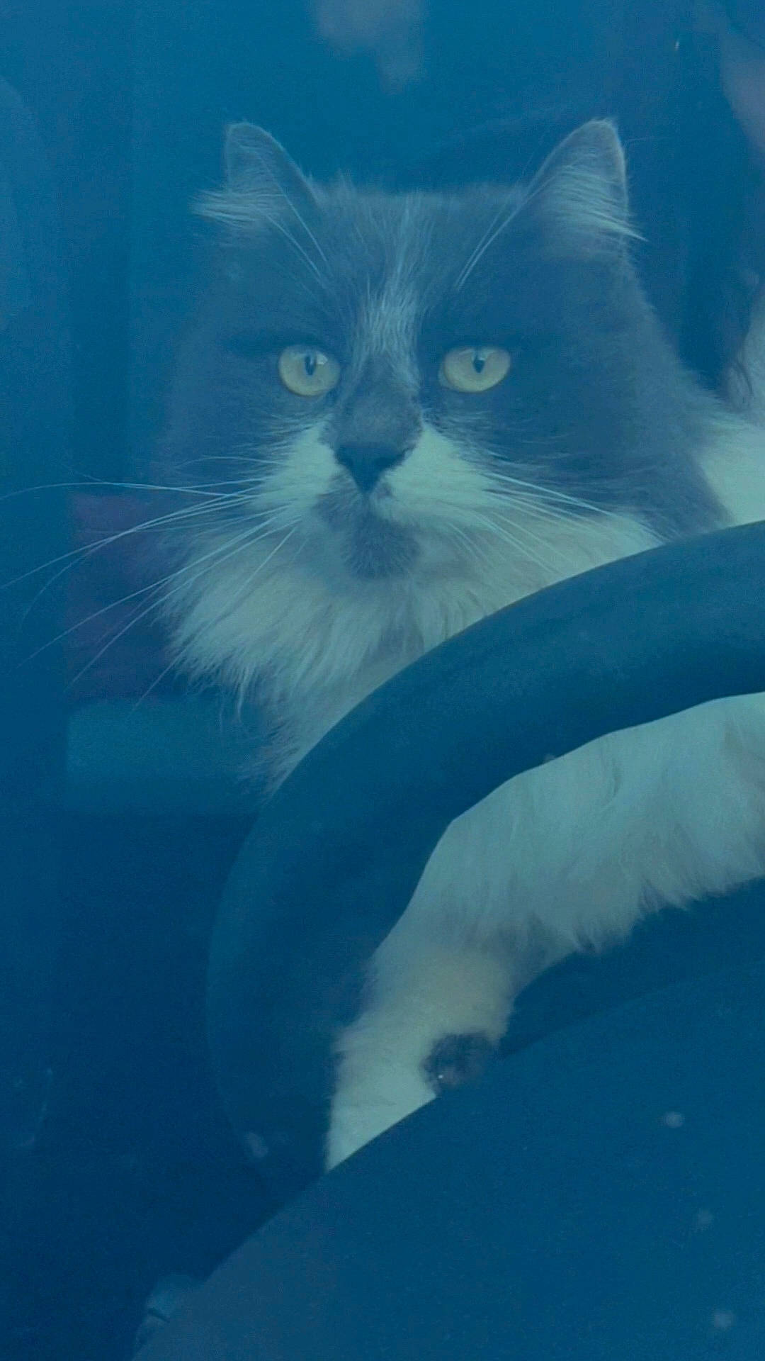 Fripouille a rejoint le concours — aidez-le/la à gagner de superbes lots ! carnivore, cat, domestic_short_haired_cat, electric_blue, felidae, fur, meteorological_phenomenon, sky, small_to_medium_sized_cats, snout, tail, terrestrial_animal, whiskers, window, winter