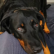 Tessa a rejoint le concours — aidez-le/la à gagner de superbes lots ! animal, black_fur, canine, closeup, companion, cushion, dog, expression, eyes, face, fur, indoor, loyal, pet, portrait, relaxed, resting, rottweiler, tan_fur, texture