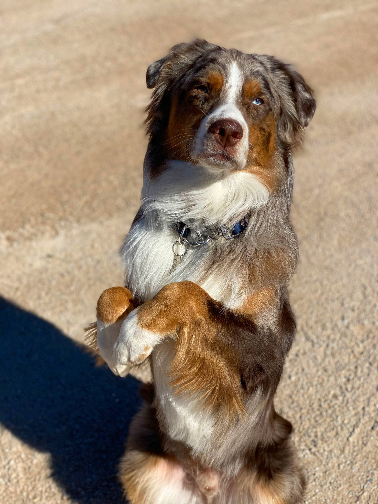 Boone is registered to the contest to win money with this photo: canidae, carnivore, collar, companion_dog, dog, dog_breed, dog_collar, fawn, fur, hunting_dog, leash, liver, snout, sporting_group, tail, terrestrial_animal, whiskers, working_animal, working_dog
