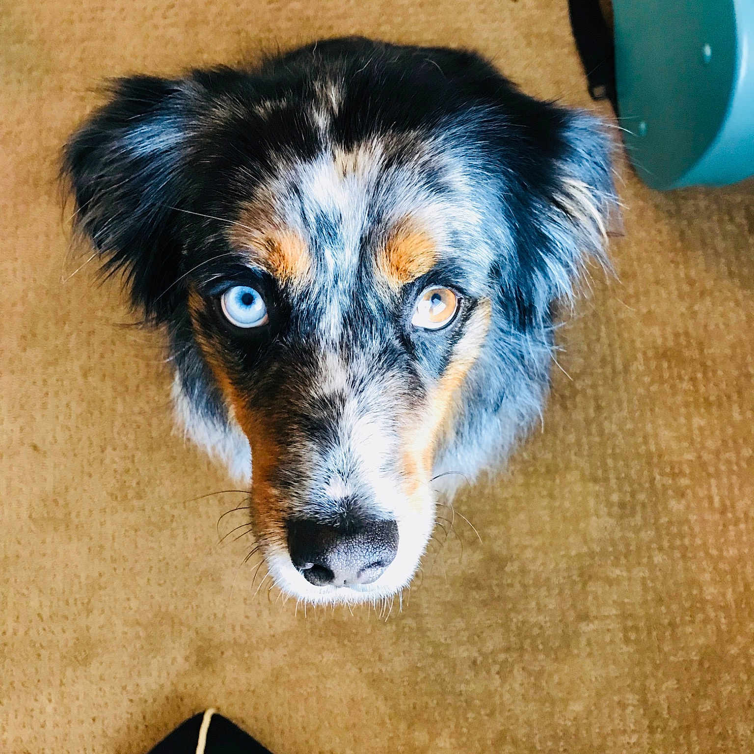 Monty is registered to the contest to win money with this photo: canidae, carmine, carnivore, clock, companion_dog, dog, dog_breed, electric_blue, foot, fur, herding_dog, nail, puppy, snout, sporting_group, terrestrial_animal, whiskers, working_animal, working_dog