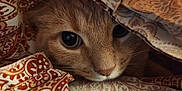 Maverick is registered to the contest to win money with this photo: cat, pet, close_up, eyes, blanket, fabric, pattern, paisley, fur, cute, cozy, portrait, whiskers, nose, indoor, snuggle, hide_and_seek, bedding, soft_texture, gaze