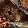 cat, pet, close_up, eyes, blanket, fabric, pattern, paisley, fur, cute, cozy, portrait, whiskers, nose, indoor, snuggle, hide_and_seek, bedding, soft_texture, gaze