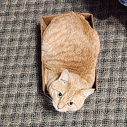 Maverick joined the competition — help win amazing prizes! cat, ginger_cat, tabby, cardboard_box, carpet, indoor, pet, looking_up, top_view, whiskers, green_eyes, fur, cute, cozy, compact, paws, box, floor, domestic_cat, relaxed