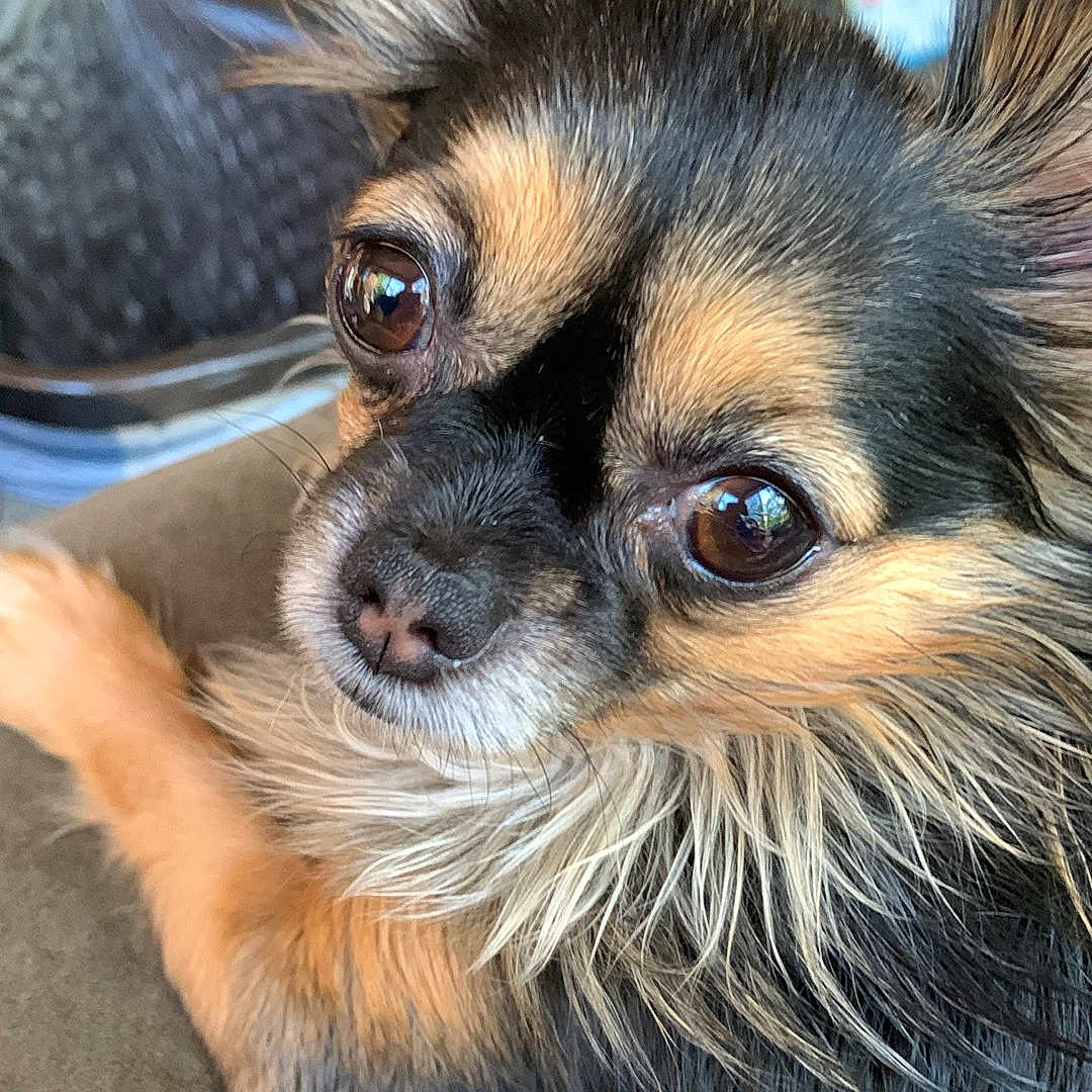 Bailey joined the competition — help win amazing prizes! animal, brown_eyes, canine, chihuahua, close_up, companion, cute, dog, domestic_animal, ears, fur, indoor, laying, long_hair, pet, portrait, relaxed, small_dog, snout, whiskers