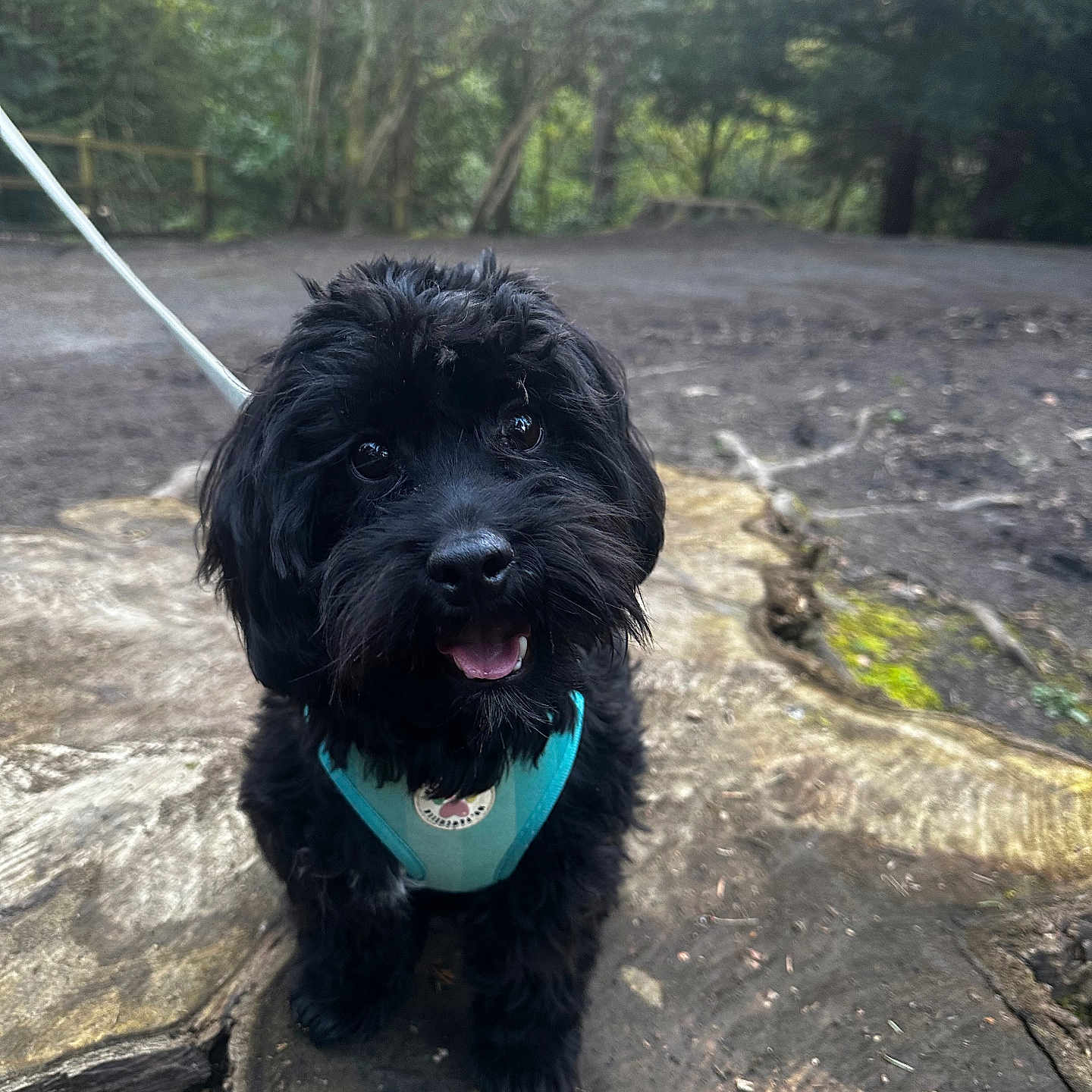 Murphy is registered to the contest to win money with this photo: accessories, affenpinscher, animal, canine, dog, grass, land, leash, nature, outdoors, pet, plant, puppy, rock, soil, strap, terrier, tree, vegetation, woodland