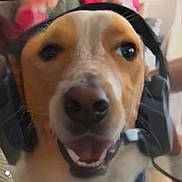 Beckham joined the competition — help win amazing prizes! dog, headset, close_up, pet, animal, indoor, happy, mouth_open, ears, furry, friendly, canine, face, portrait, technology, cable, blurred_background, companion, domestic_animal, cute