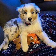 Vanille a rejoint le concours — aidez-le/la à gagner de superbes lots ! puppy, dog, toy, plush_toy, blanket, couch, blue_eyes, fur, pet, indoor, cute, animal, collar, relaxed, comfort, snuggle, small_dog, fluffy, companion, home